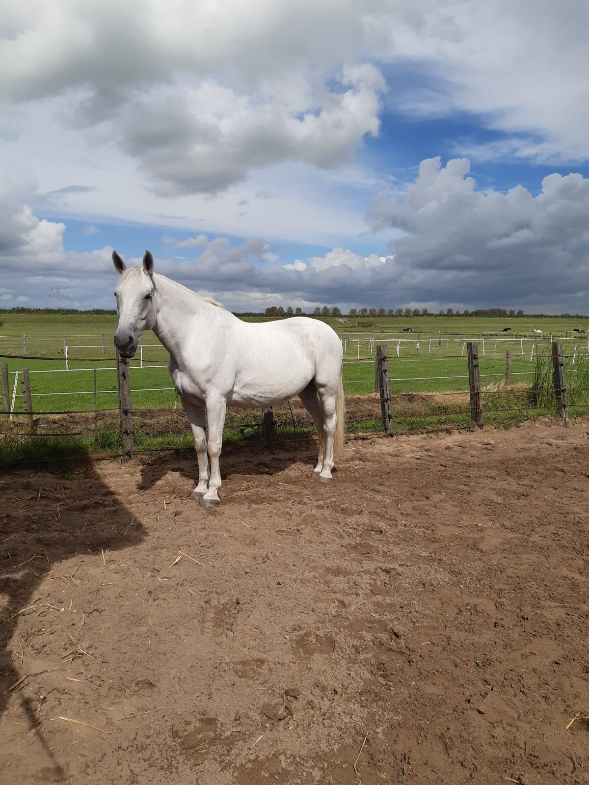 Cloe is een schimmel, een wit paard tegen een groene achtergrand.